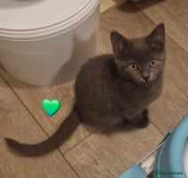 Mixed Breed cats Stunning Short-hair Kittens - Advert 3