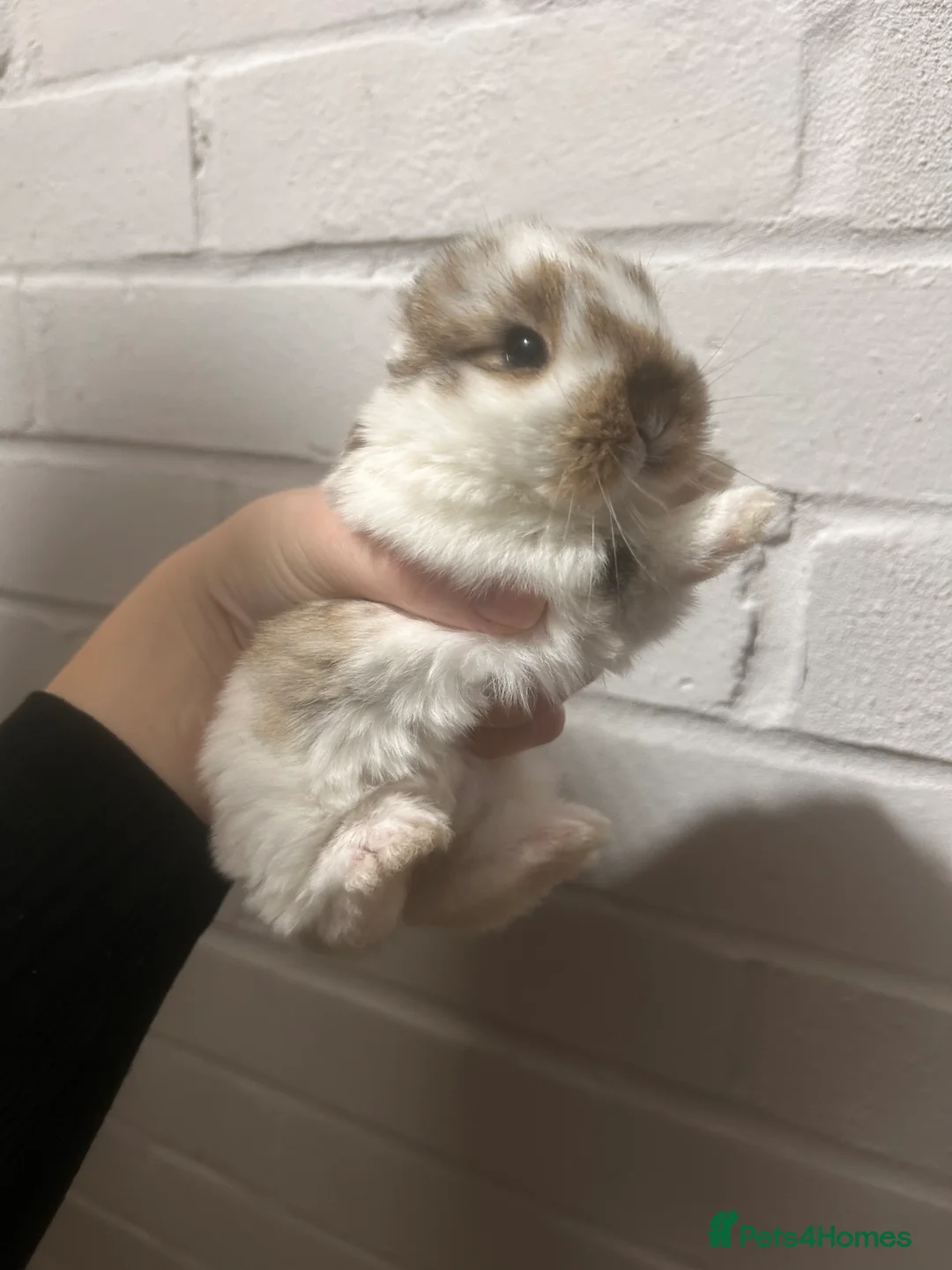 Mini Lop rabbits for sale: Beautiful mini lop Bunnies - Advert 7
