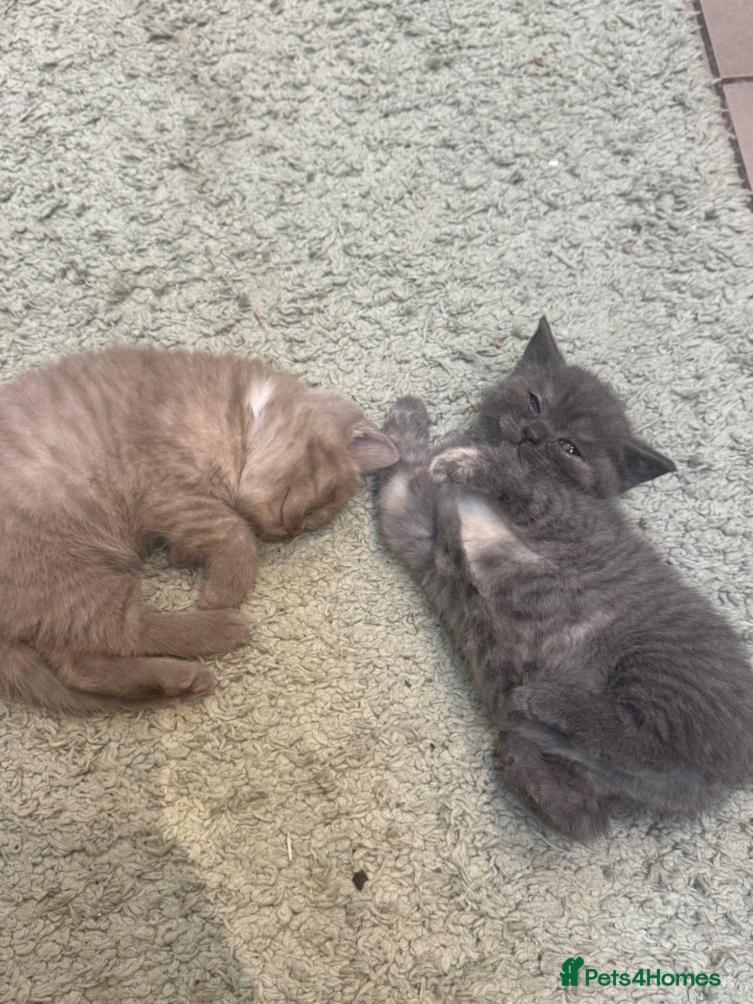 British Shorthair cats for sale: 2 beautiful British Shorthair Girls 🐾 - Advert 8