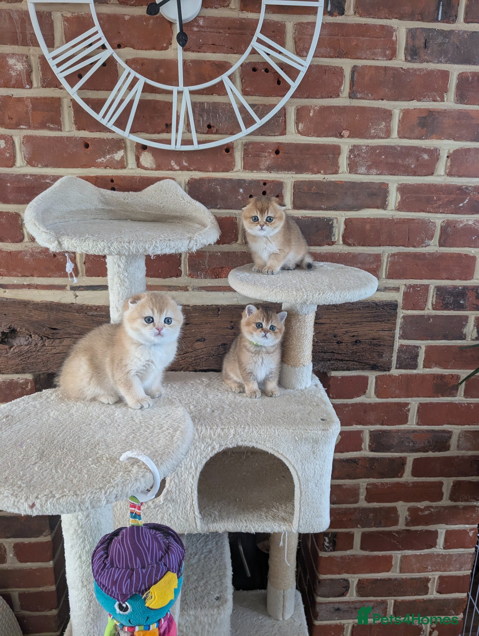 Scottish Fold cats for sale: ⭐Tica register kittens girls ⭐ - Advert 1