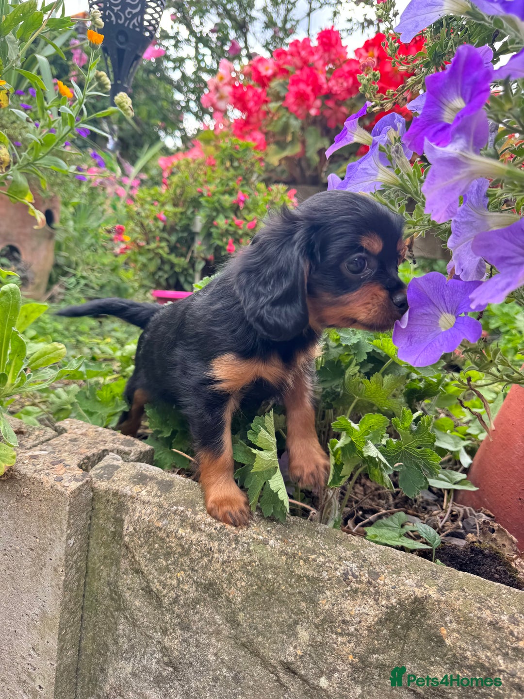 Cavapoo dogs for sale: Cavapoo rare black &tan health tested  - Image 8