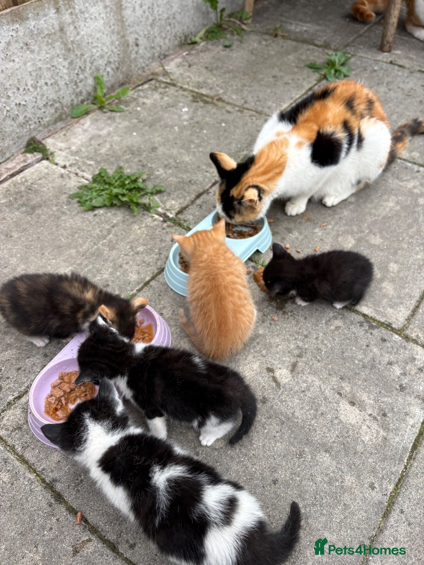 British Shorthair cats 5 baby kitten for sale each for £50 - Advert 1