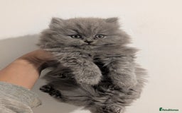 British Longhair cats for sale: British longhair kittens - Advert 1