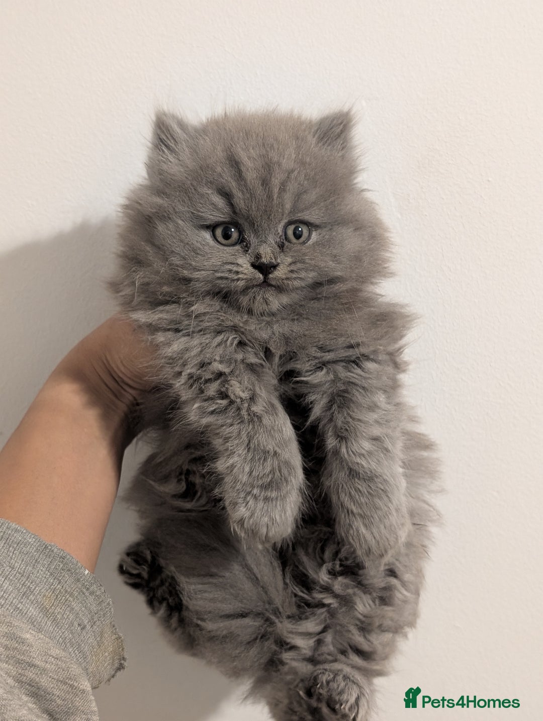 British Longhair cats for sale: British longhair kittens - Advert 1