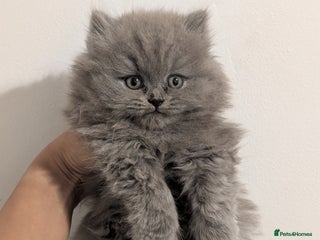 British Longhair cats British longhair kittens - Advert 7