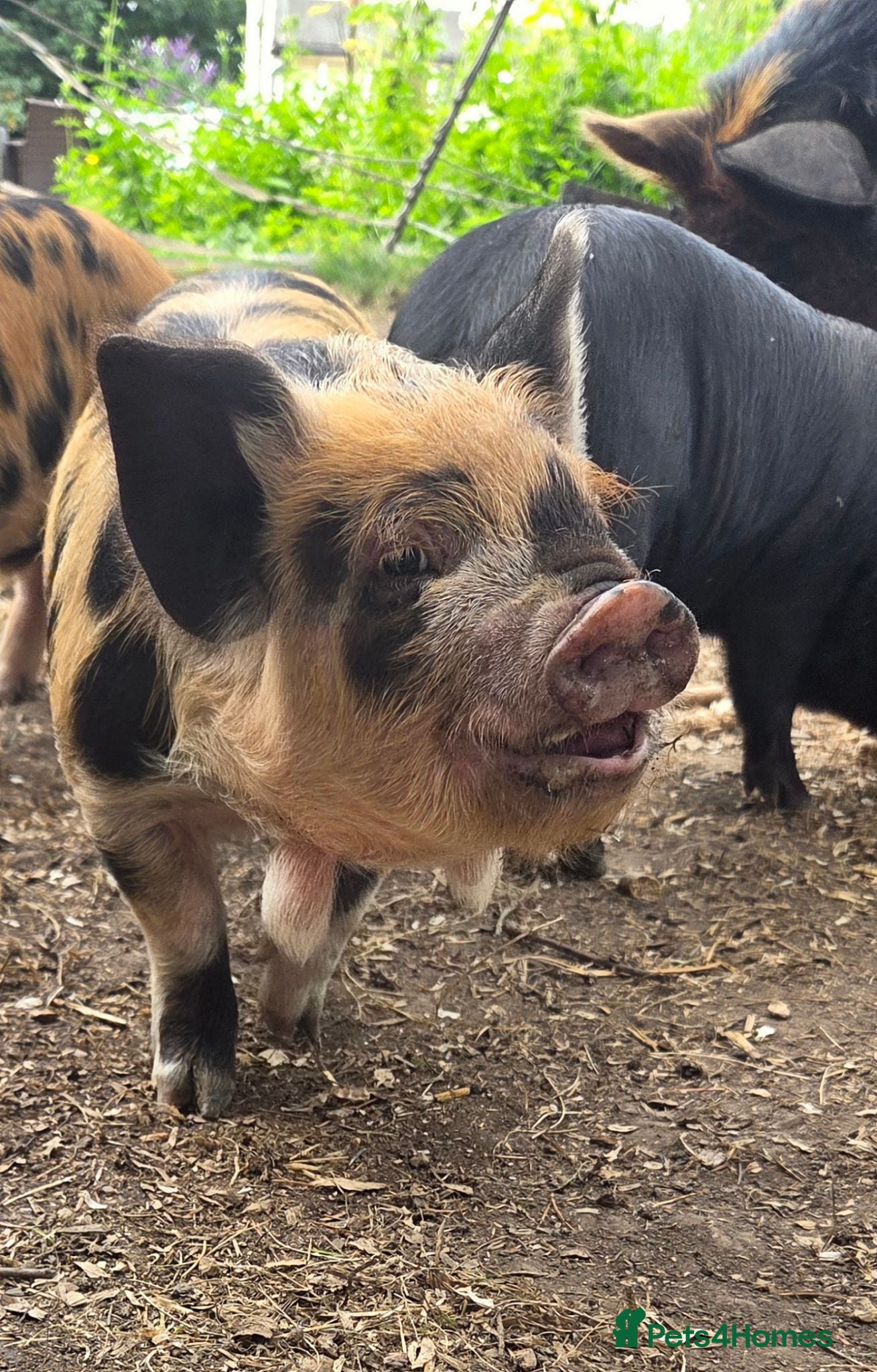 Pig livestock READY NOW kune kune cute piglets lincolnshire - Advert 2