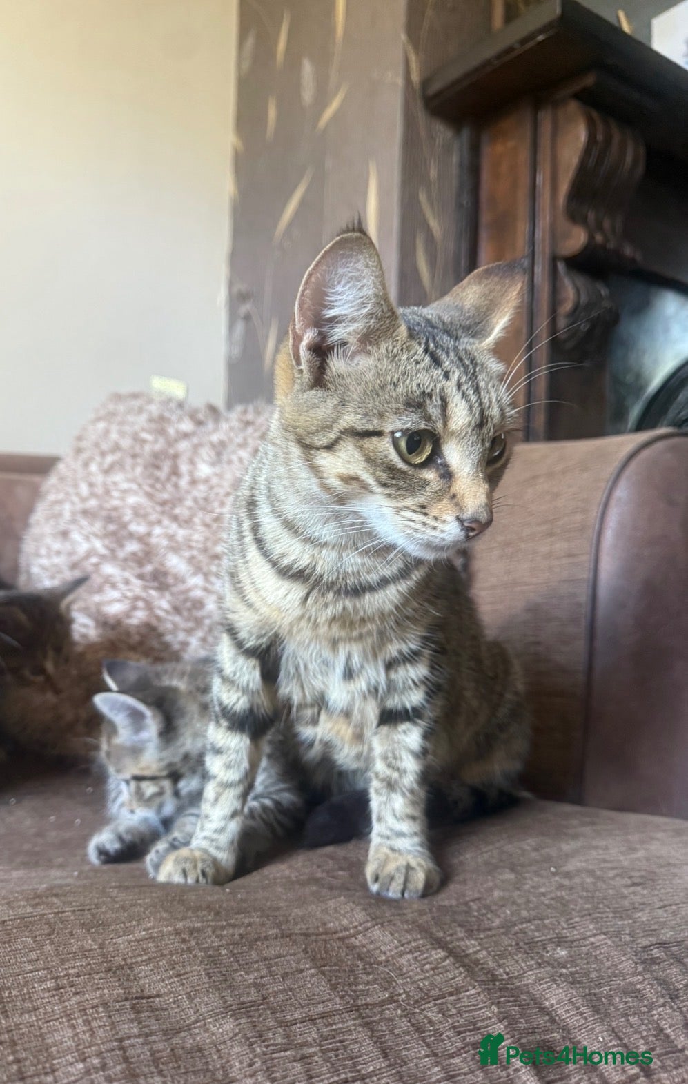 Mixed Breed cats 4 kittens 2 boys 2 girls  - Advert 1