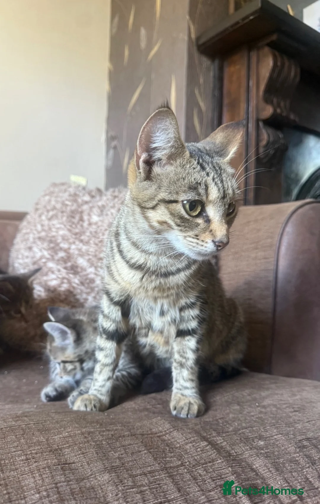 Mixed Breed cats for sale: 4 kittens 2 boys 2 girls  - Advert 2