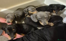 Dachshund dogs for sale: Beautiful dachshund puppies - Image 9