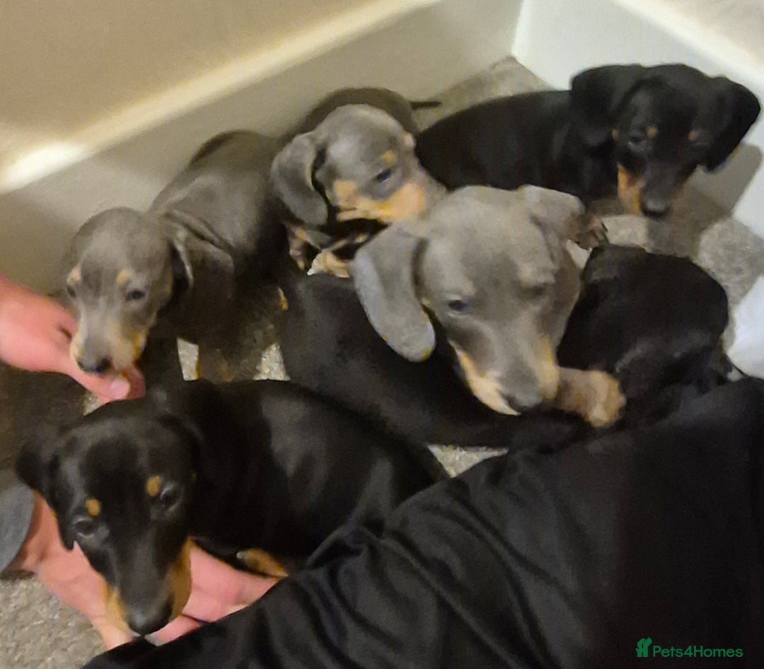 Dachshund dogs for sale: Beautiful dachshund puppies - Image 9