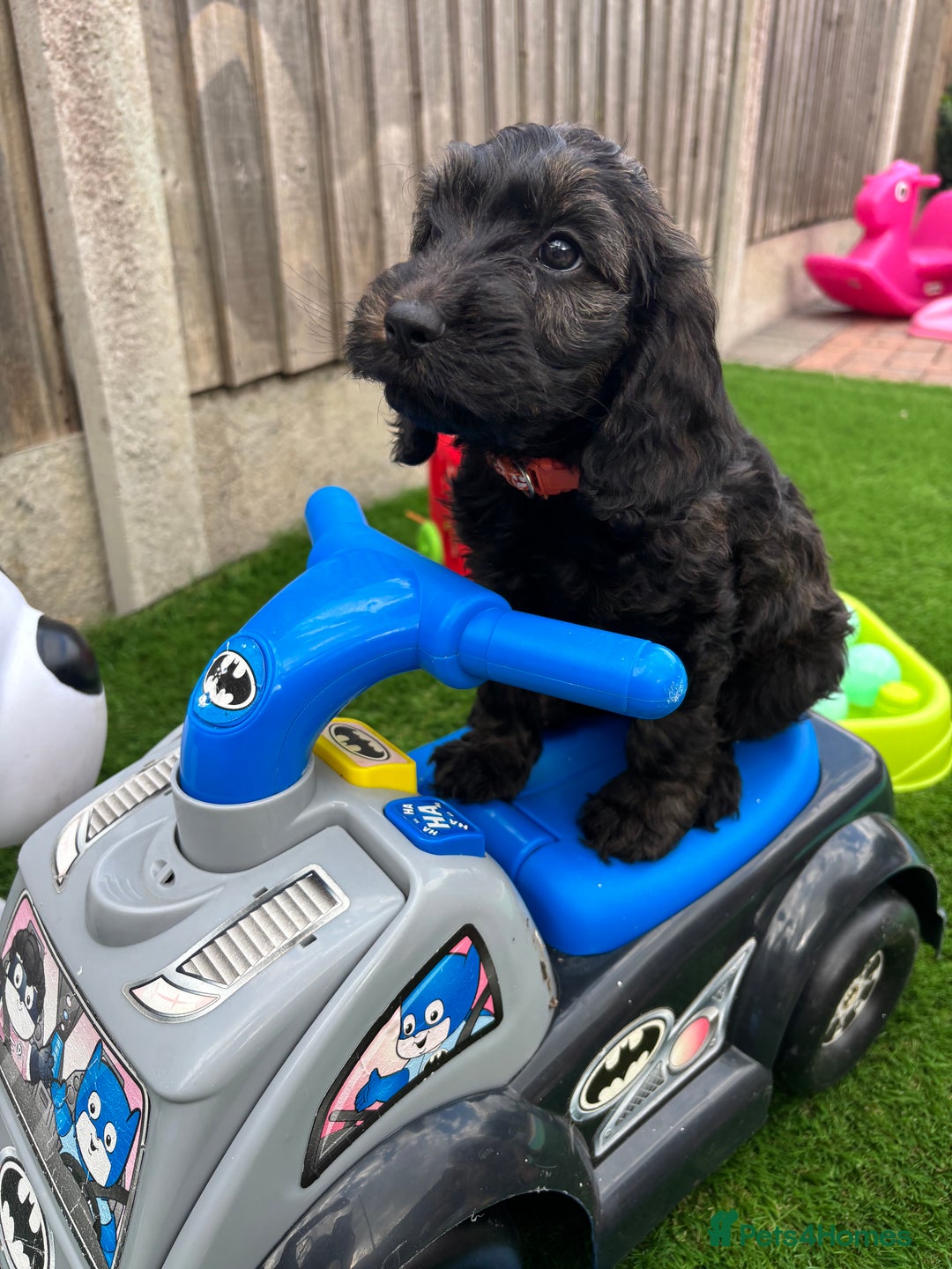 Cockapoo dogs for sale: COCKERPOO’S READY TO LEAVE NOW!  - Image 16