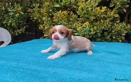 Cavalier King Charles Spaniel dogs for sale: KC Beautiful Cavalier King Charles puppies - Image 17