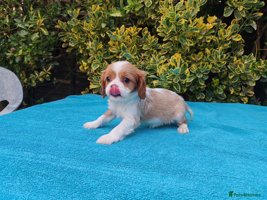 Cavalier King Charles Spaniel dogs for sale: KC Beautiful Cavalier King Charles puppies - Image 17