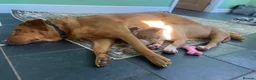 American Bully dogs for sale: Stunning 7 month old looking for her forever home - Advert 2