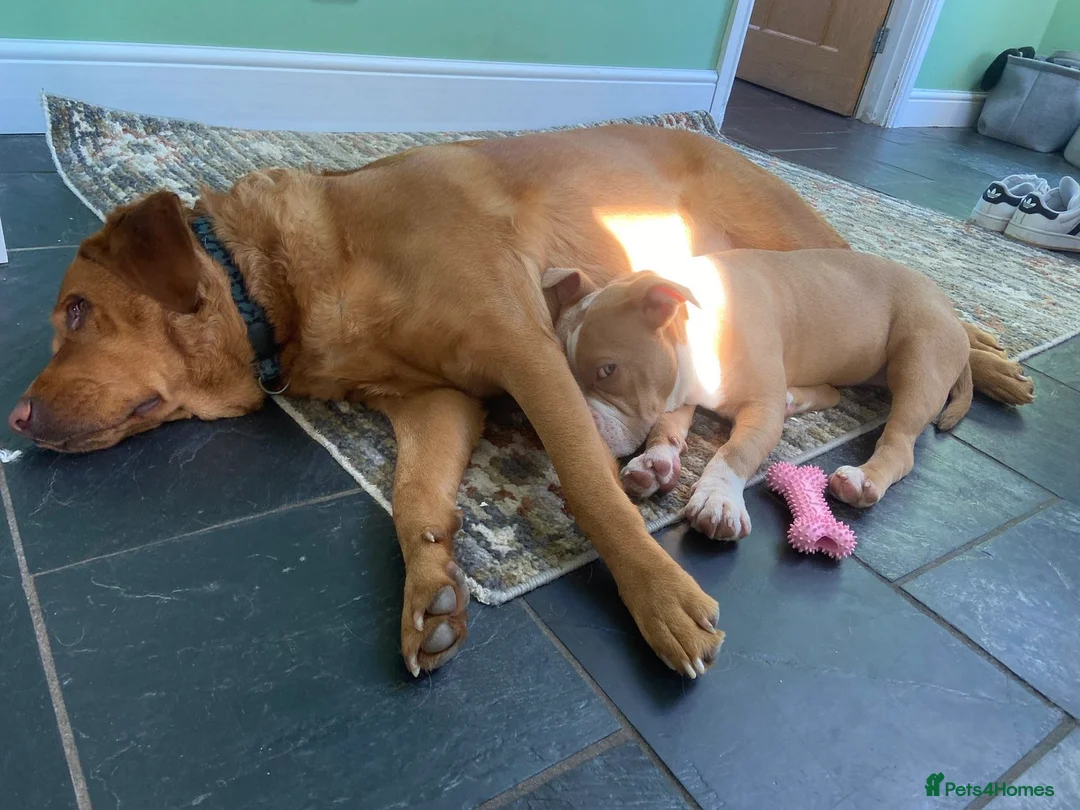 American Bully dogs for sale: Stunning 7 month old looking for her forever home - Advert 2