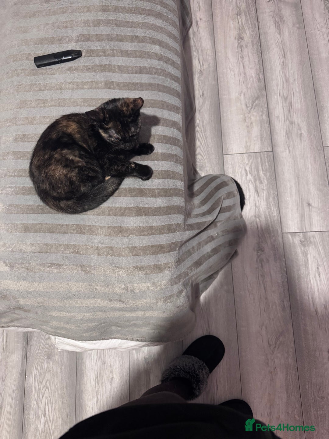 Mixed Breed cats for sale: 1 year old cat for sale - Image 2
