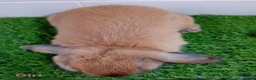 Mini Lop rabbits for sale: Mini Lop Baby Bunnies - Ready now!! - Advert 17