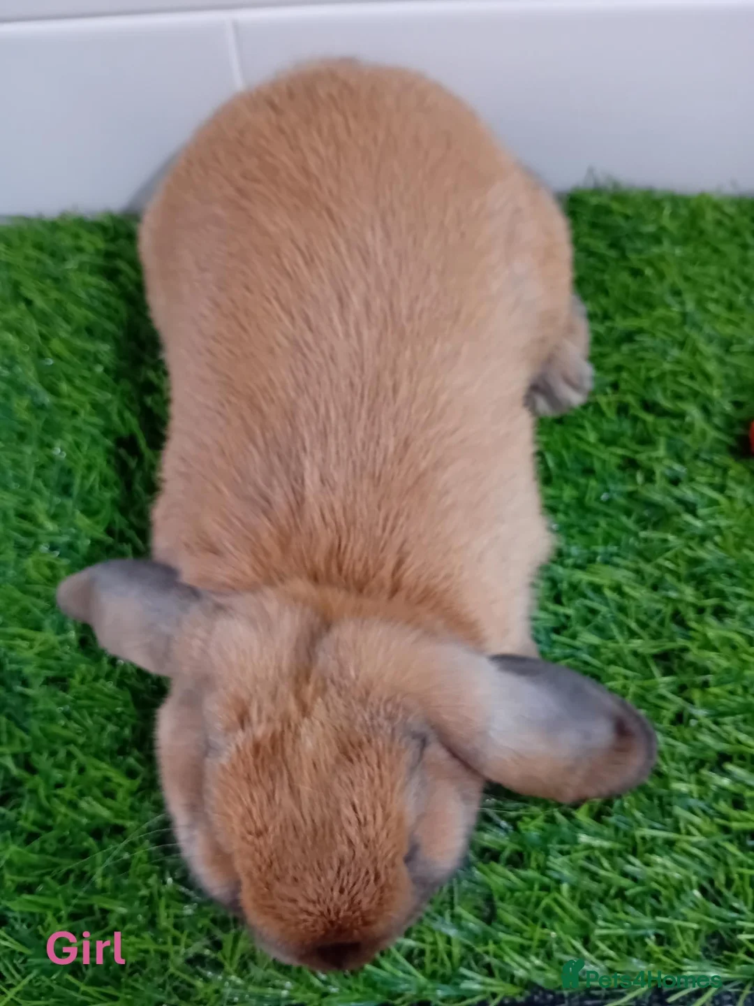 Mini Lop rabbits for sale: Mini Lop Baby Bunnies - Ready now!! - Advert 17