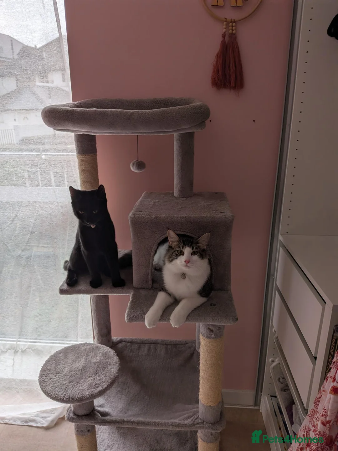 Mixed Breed cats for sale: Brothers to a good home  - Advert 1