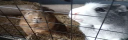 Guinea Pig rodents for sale: 2 male guinea pigs  in Oldham - Advert 1