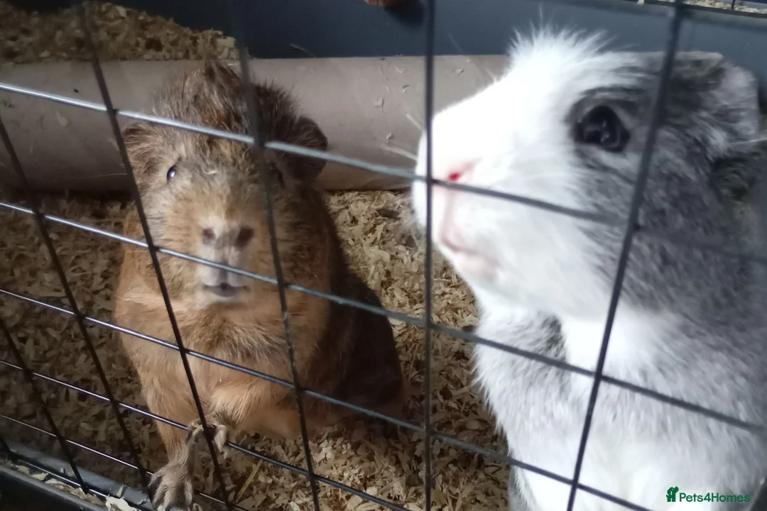Guinea Pig rodents for sale: 2 male guinea pigs  in Oldham - Advert 1