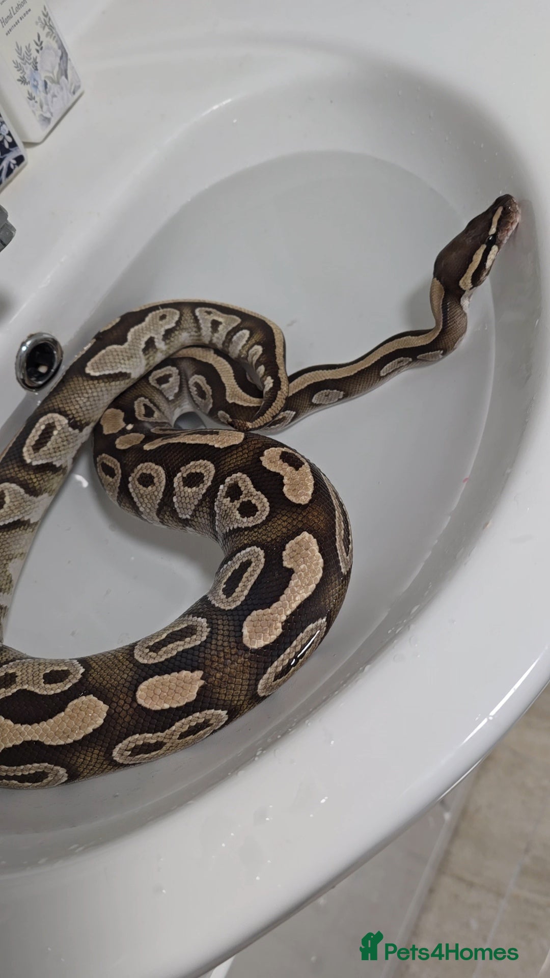 Python Snake reptiles for sale: 2 x Royal (Ball) Pythons, Banana Fire and Mystic - Advert 6