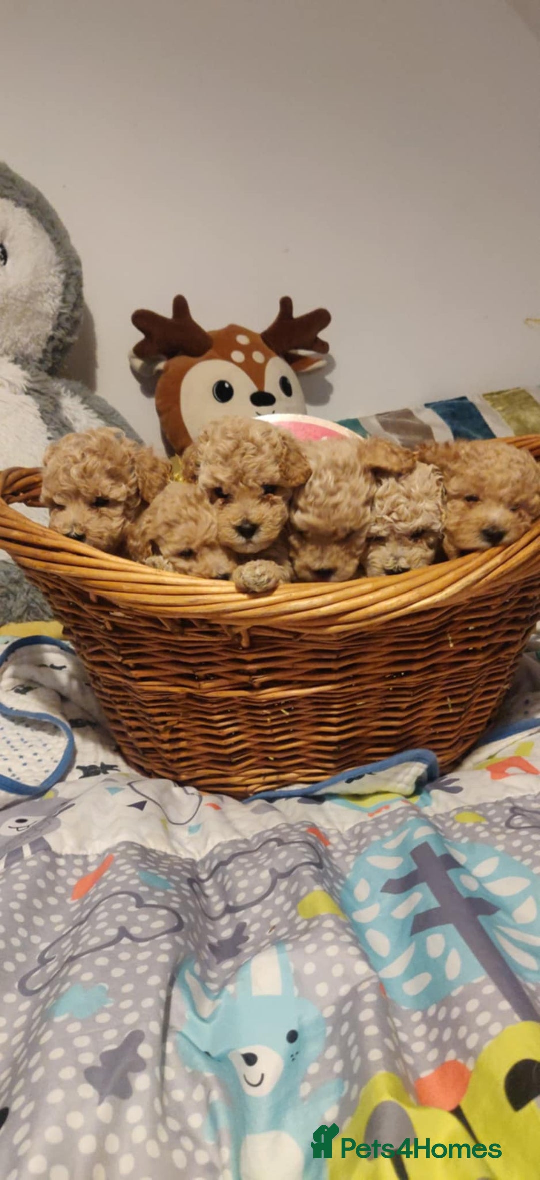 Maltipoo dogs for sale: Beautiful maltipoo puppys - Advert 1