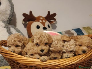 Maltipoo dogs Beautiful maltipoo puppys - Advert 1