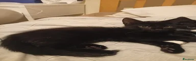 Mixed Breed Kitten 2