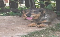 Miniature Dachshund dogs for sale: wire haired miniature dachshund  - Image 3