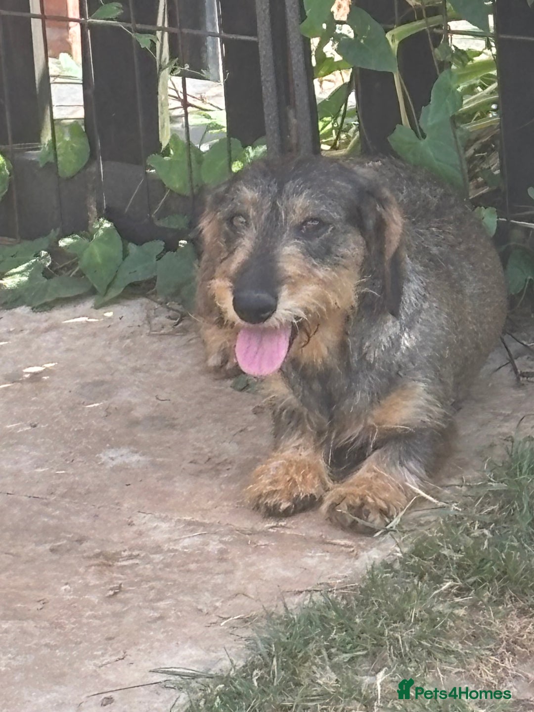 Miniature Dachshund dogs for sale: wire haired miniature dachshund  - Image 3