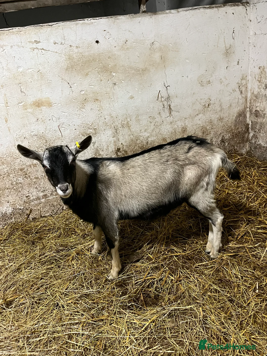 Goats livestock for sale: old english billy goats  - Advert 1