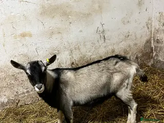 Goats livestock old english billy goats - Advert 2