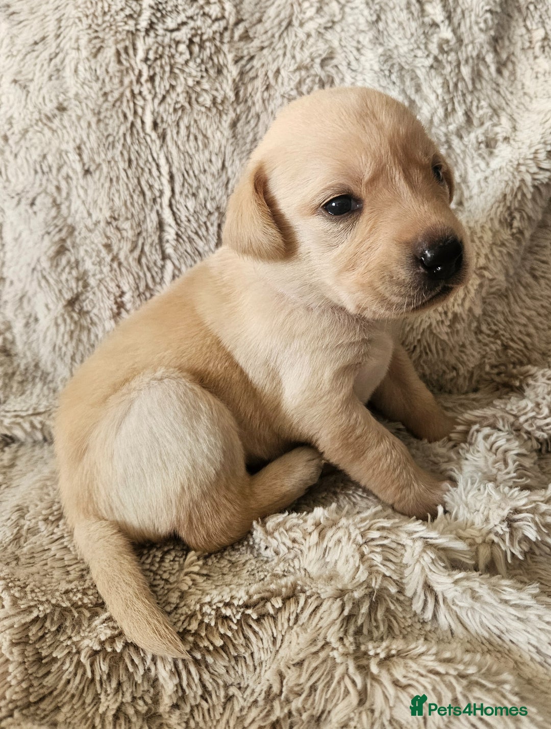 Labrador Retriever dogs for sale: KC Registered Labrador Puppies – Family Raised - Advert 15