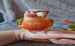 Conures birds for sale: Beautiful fully hand reared conure baby's  - Advert 15