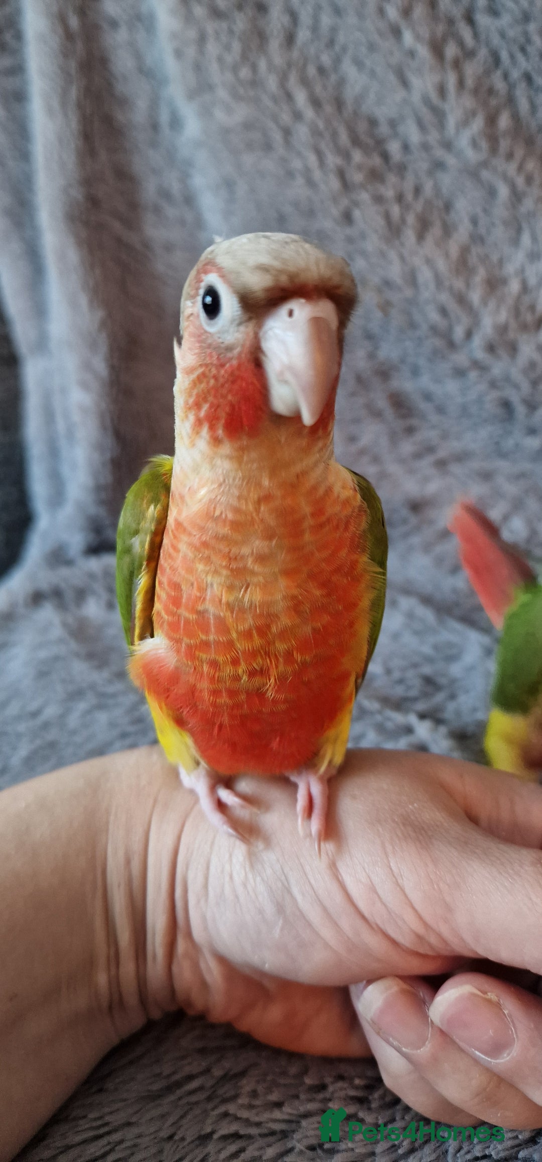 Conures birds for sale: Beautiful fully hand reared conure baby's  - Advert 15