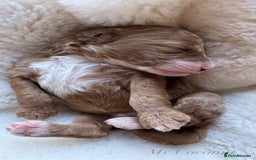 Australian Labradoodle dogs for sale: Australian Labdoodle  - Image 1