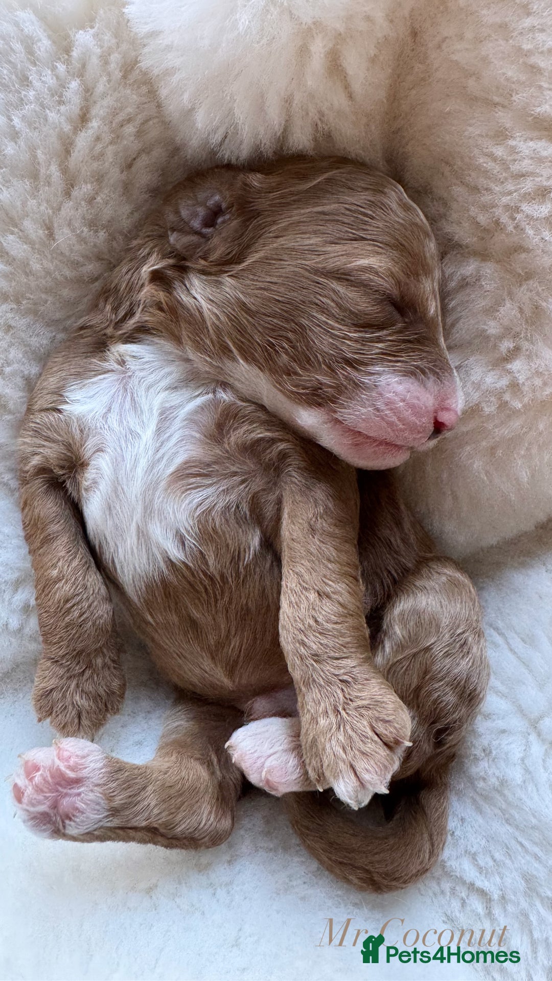 Australian Labradoodle dogs for sale: Australian Labdoodle  - Image 1
