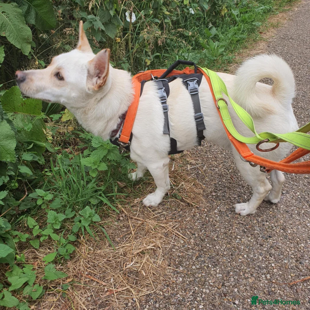 Mixed Breed dogs for adoption: Leo wants a perfect home - Advert 3