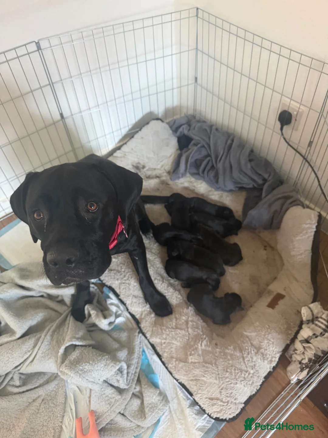 Cane Corso dogs for sale: Cane corso puppies - Advert 11