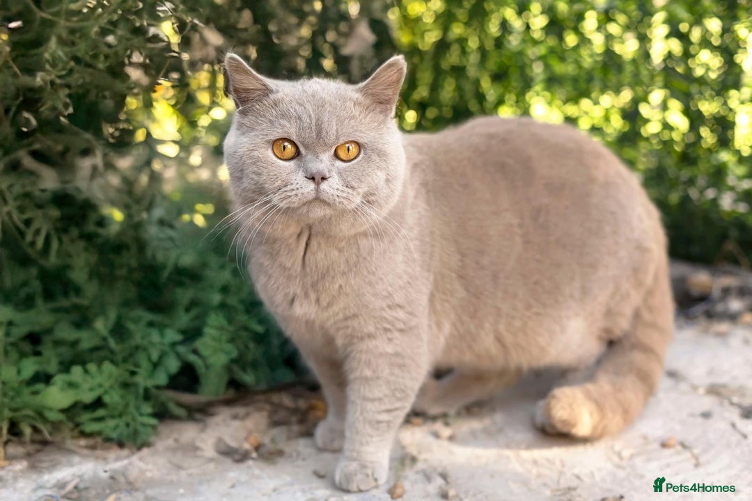 British Shorthair cats for stud: Full BSH Thorn Male. Stud duties Only  in Stockport - Image 6