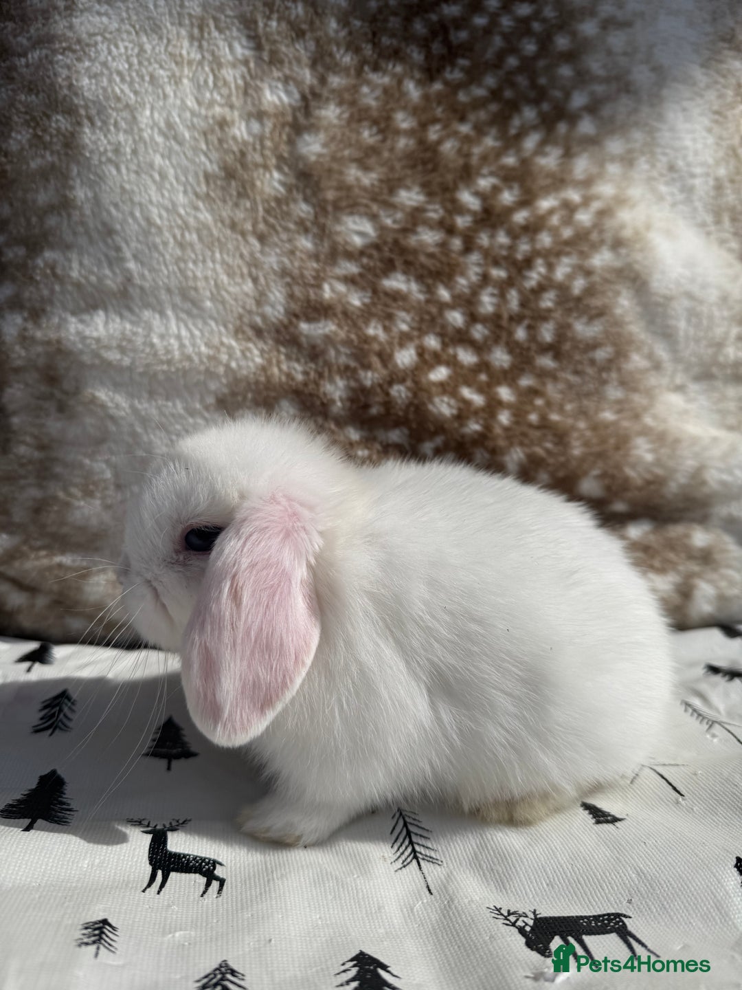 Mini Lop rabbits for sale: Pure mini lops  - Image 6