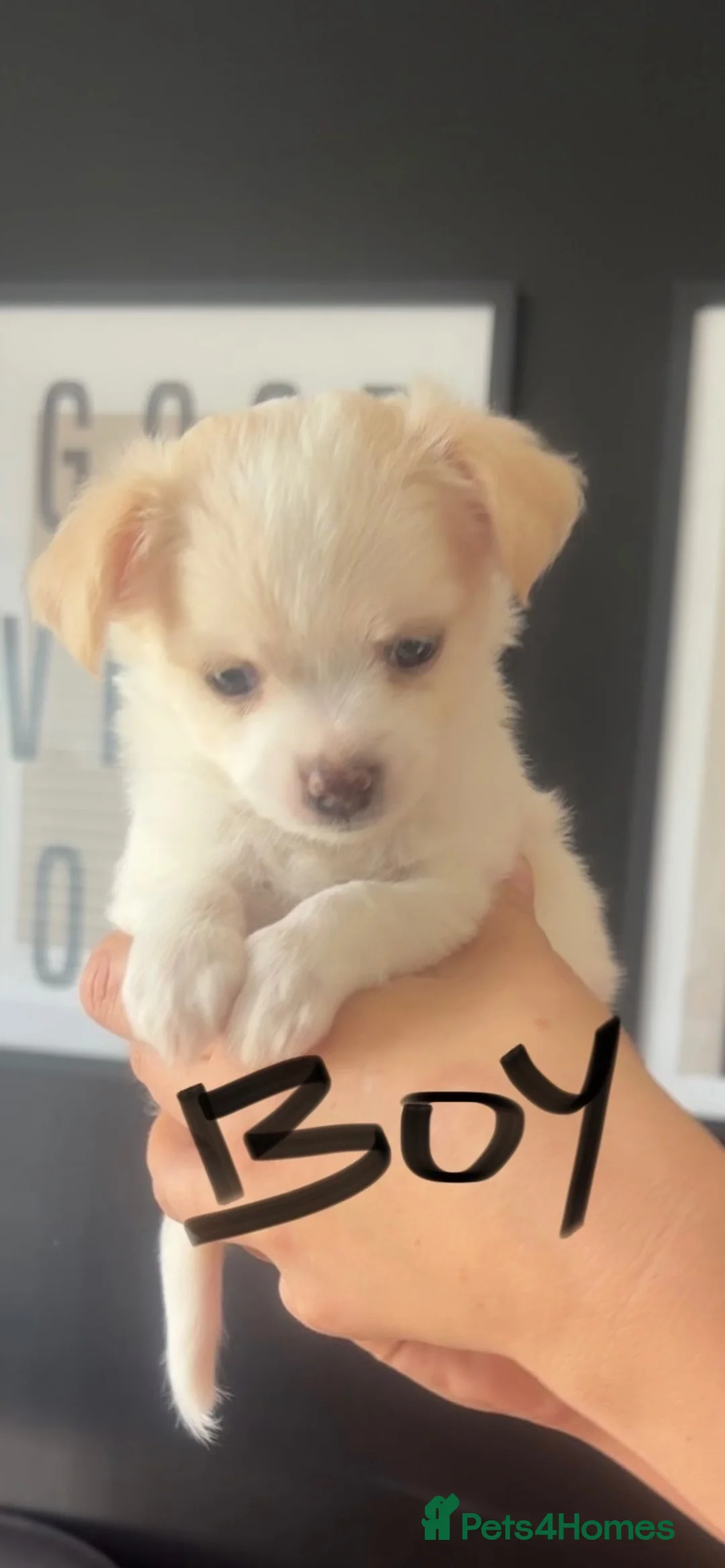 Chihuahua dogs for sale: Chihuahua puppies for sale - Advert 6