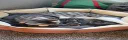 Mixed Breed cats for sale: Gorgeous grey and white fluffy kittens ready now  - Advert 4