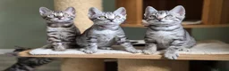 Bengal cats for sale: Gorgeous Health Tested Bengal Kittens  - Advert 11