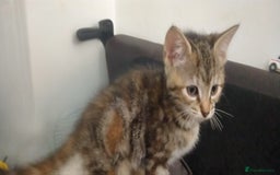 Ragdoll cats for sale: Beautiful Ragdoll x Kittens  - Advert 5