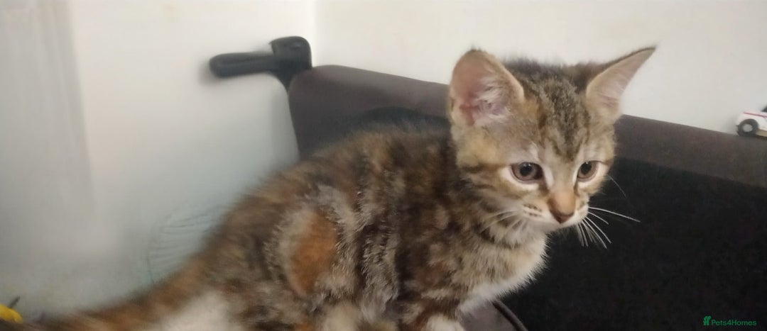 Ragdoll cats for sale: Beautiful Ragdoll x Kittens  - Advert 5