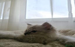 Ragdoll cats for sale: 🐾🌸STUNNING KITTENS| ONE LEFT!|🌸🐾 - Image 6