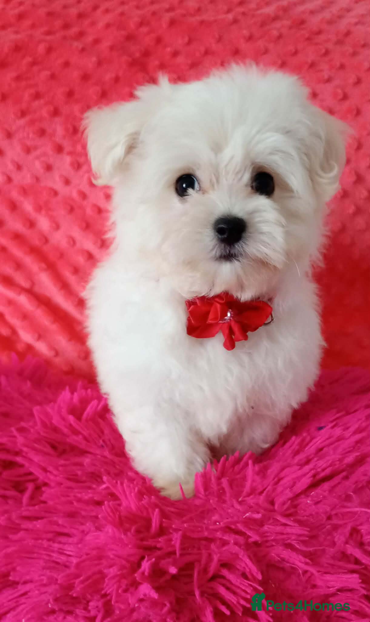 Maltese dogs Maltese Puppies  - Advert 15