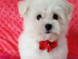 Maltese dogs Maltese Puppies - Advert 4